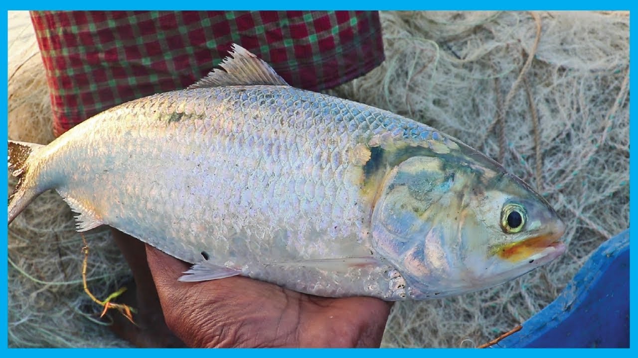 Hilsa (ilish) Fish Catching Live in Deep River (Part 18) - (Season 2) | Fish Cor