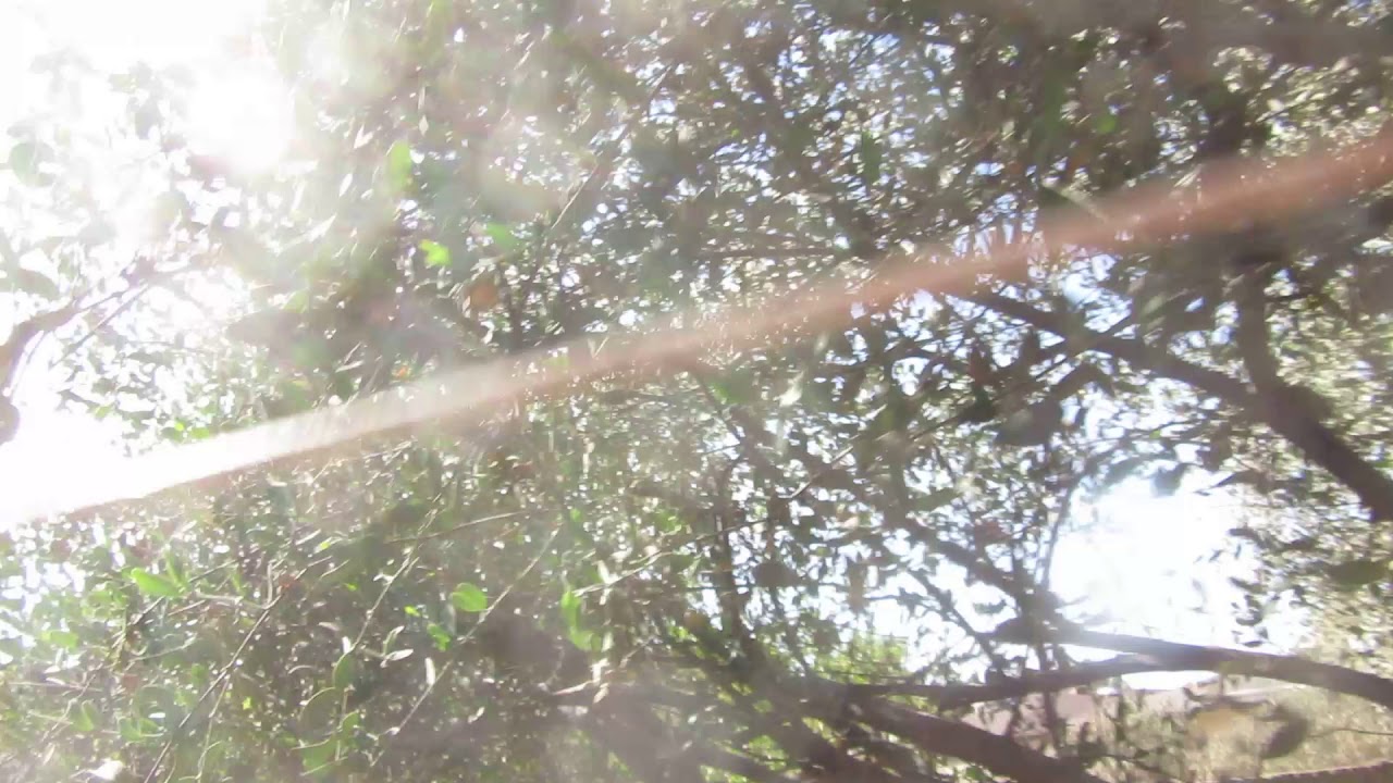 Jojoba- Simmondsia chinensis