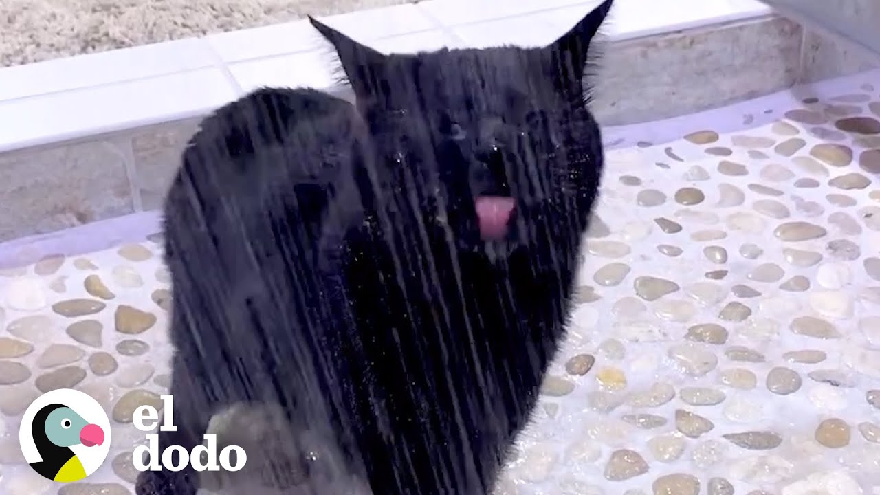 Gato ciego pide ducharse todos los d&iacute;as | El Dodo