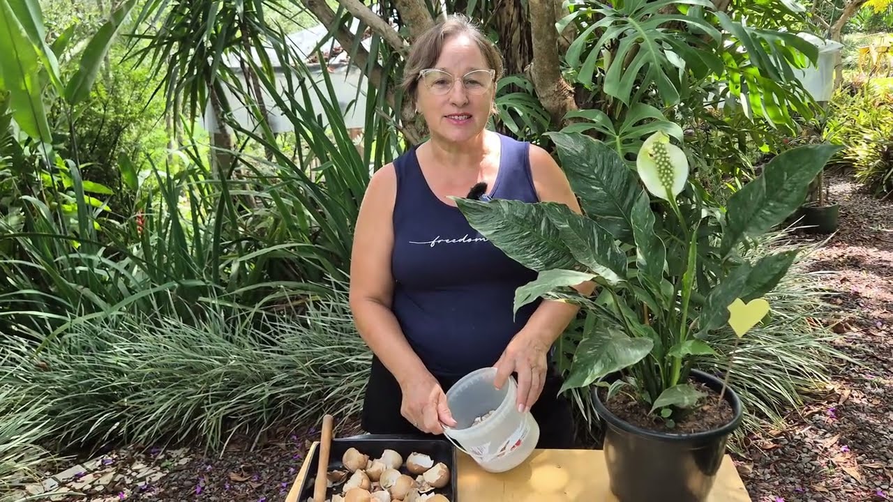 COMO FAZER A FARINHA DE CASCA DE OVOS PARA AS PLANTAS