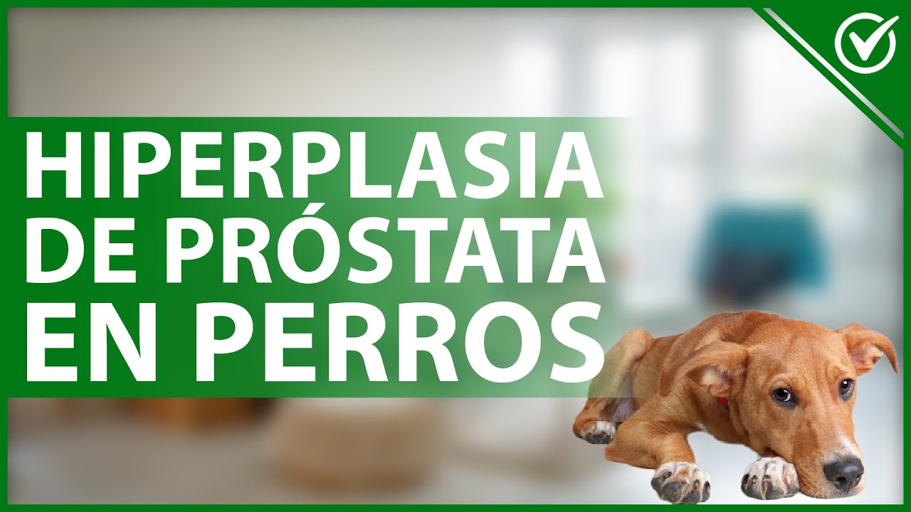 🐕 HIPERPLASIA BENIGNA de PRÓSTATA en perros: Qué es, causas, síntomas y tratamiento 🤕🐕