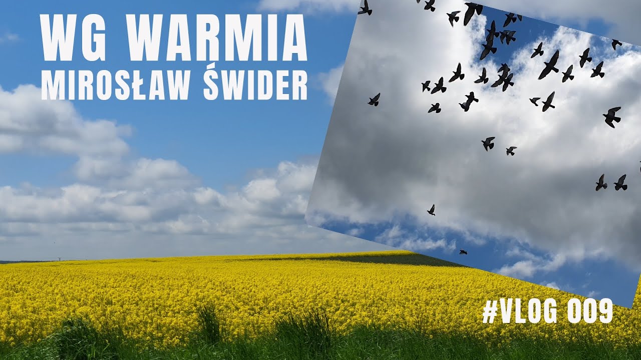 WG Warmia Mirosław Świder, Sklep dla Gołębi Avistar