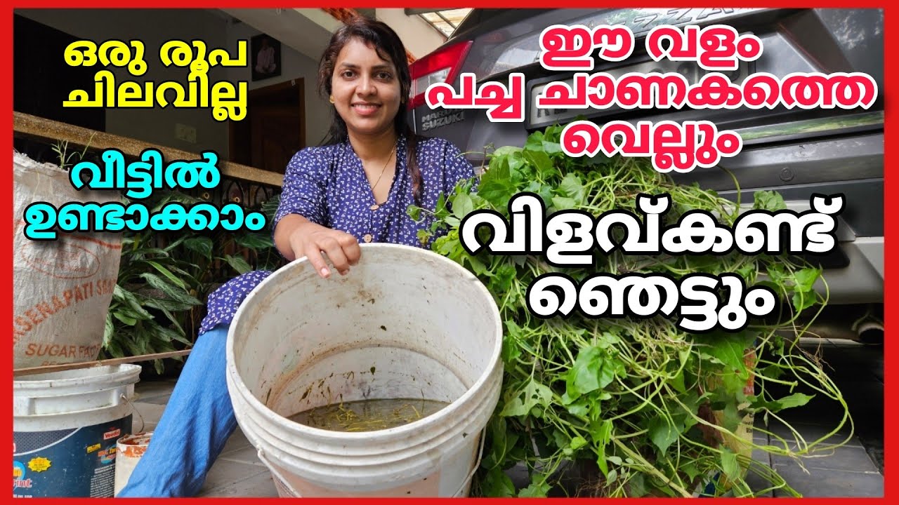ഈ വളം പച്ച ചാണകത്തെ  വെല്ലും | വിളവുകണ്ട് ഞെട്ടും | ഒരുരൂപ ചിലവില്ലാതെ വീട്ടിൽ ഉണ്ടാക്കാം |