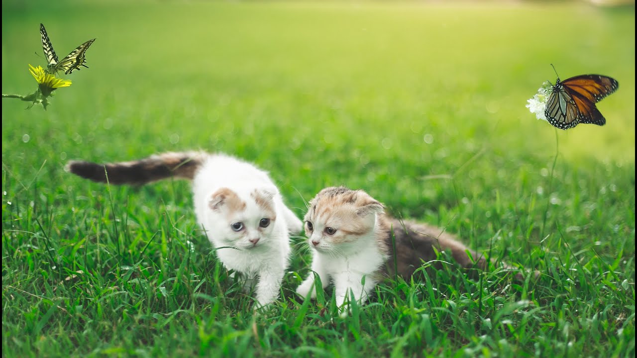 Playful kittens playing on the grass with animal farm: Sheep, Chicken, Hen, Cow - Cute cat videos