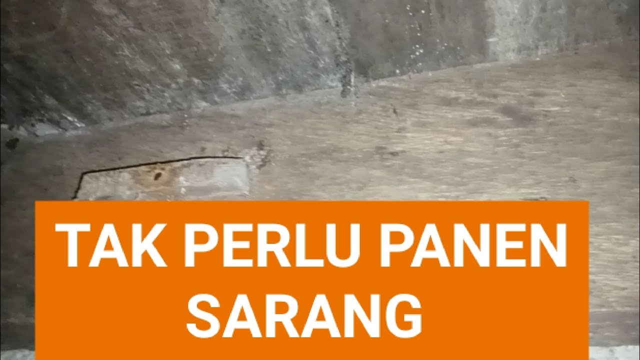 Tak perlu panen sarang #walet #walet #video #youtube