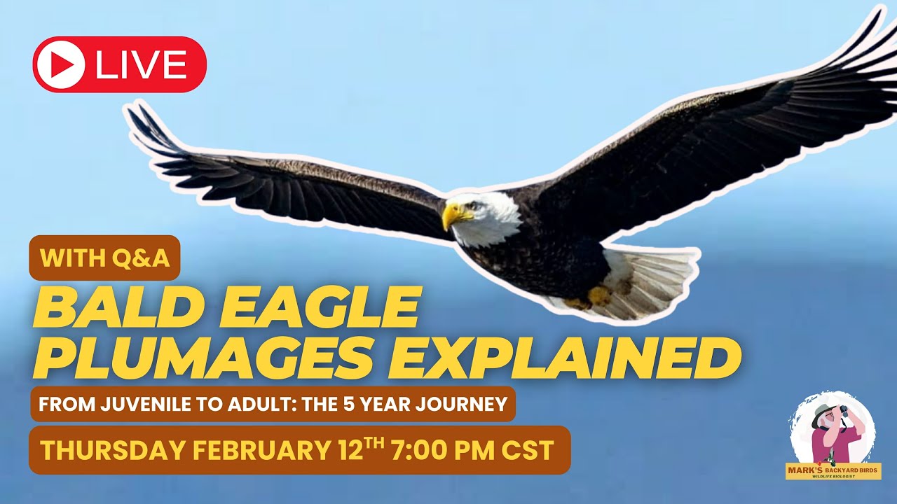 Bald Eagle Plumage Explained: From Juvenile to Adult | Live Q&A