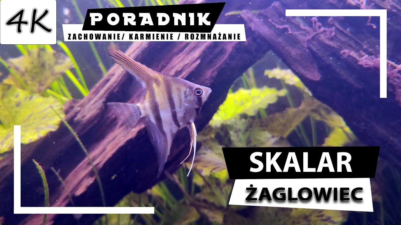 SKALAR - Kompletny Poradnik! [4K]