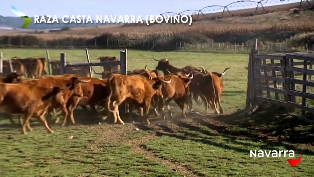 AGRONAVARRA – 7 DE ENERO DE 2015
