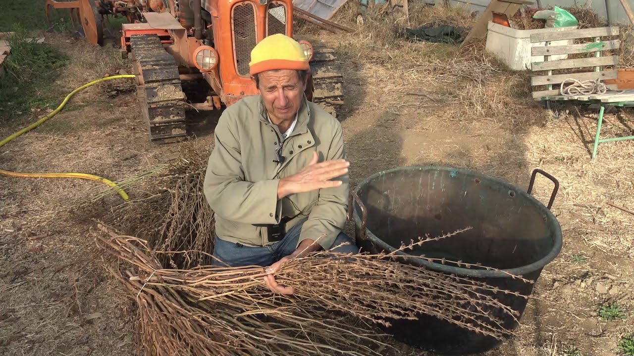 PER FARE IL SEME DI CICORIA. CORSO DI ORTICOLTURA SOSTENIBILE (15)