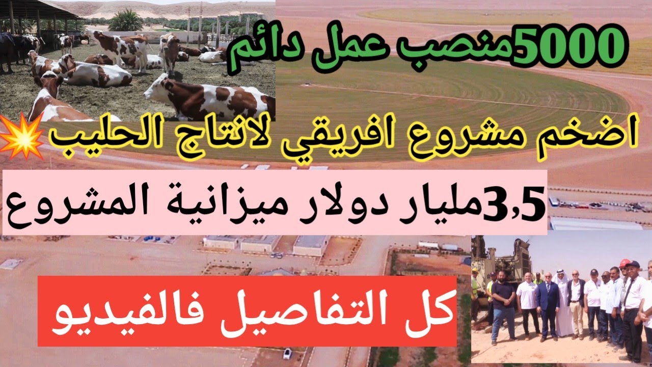 اتفاقية نهائية للمشروع الجزائري-القطري لإنتاج الحليب: خطوة نحو تحقيق الاكتفاء الذاتي في الجنوب