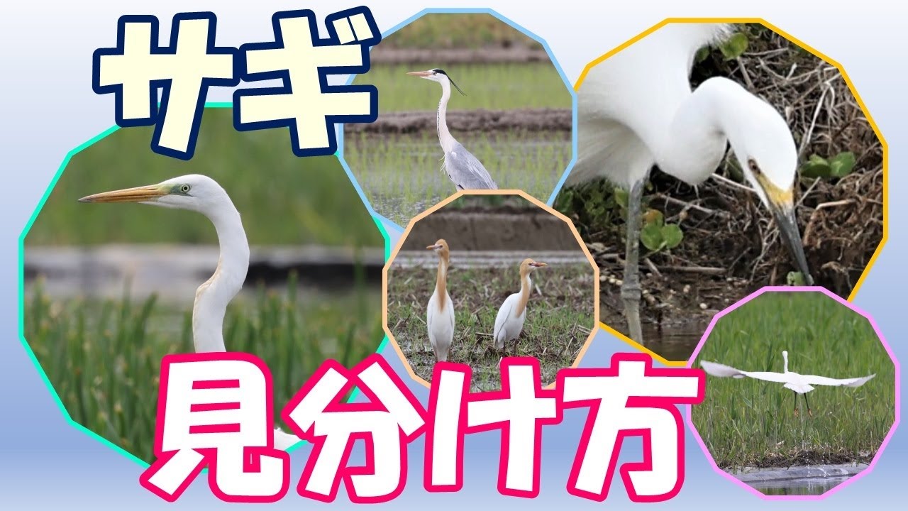 サギの見分け方【ダイサギ、チュウサギ、コサギ、アマサギ、アオサギ】