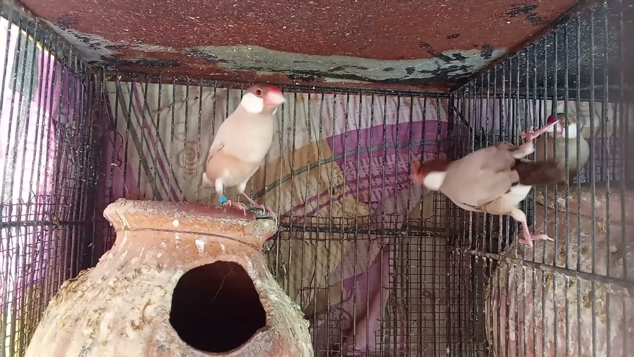Fawn Java pair breeder pair | Ready to second breed | 10k+views 