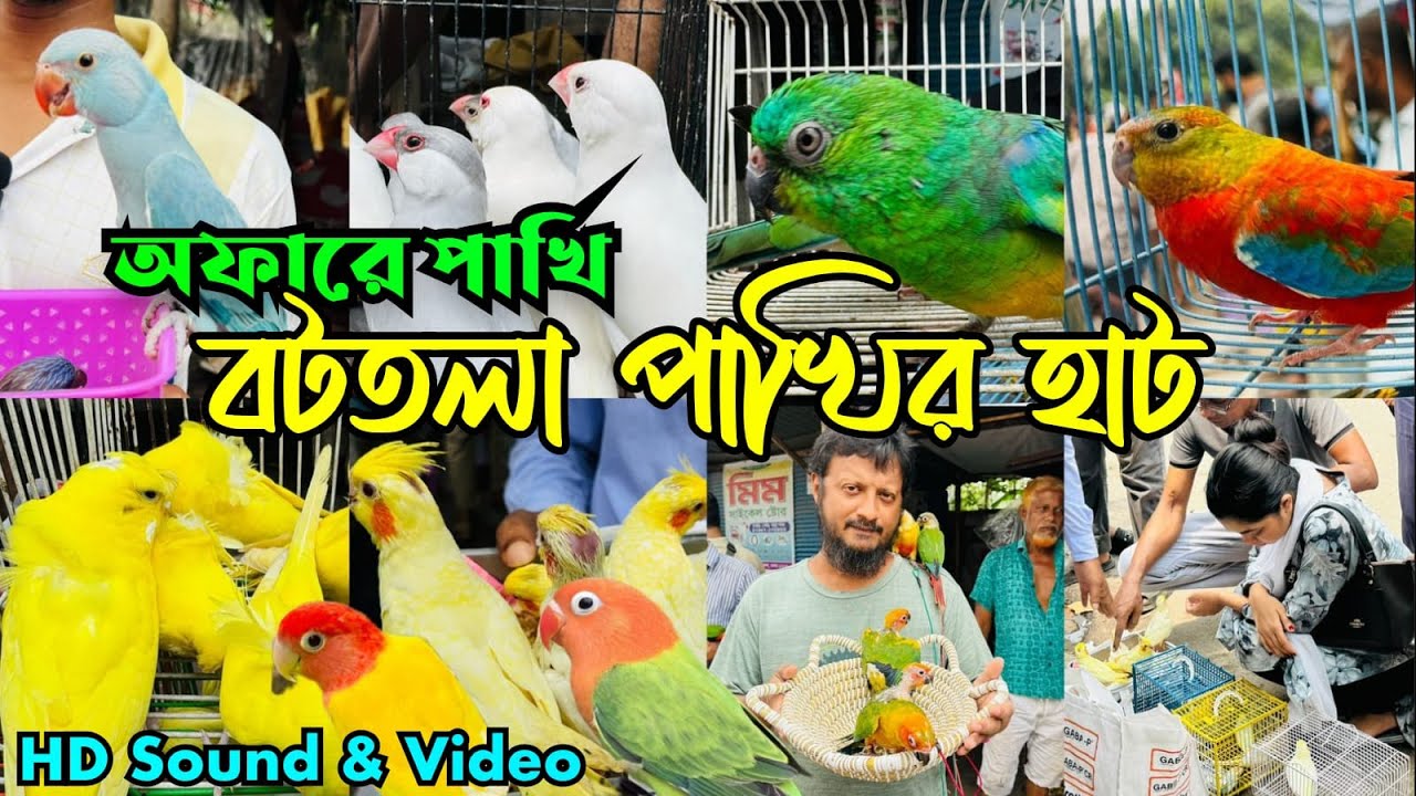 অফারে পাখি দিচ্ছে বটতলা পাখির হাটে | HD Sound |  Mirpur 13 Pakhir Hat | Bottola Pakhir Hat #viral