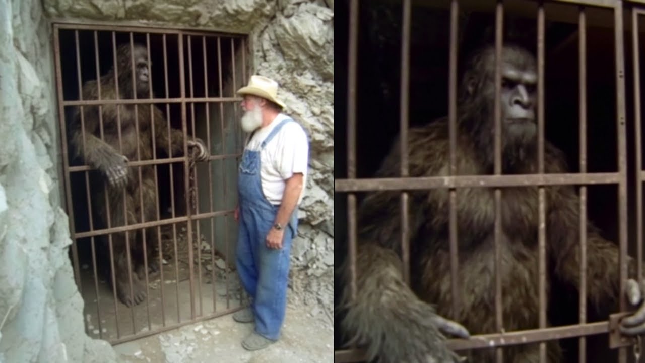 They Paid Him to Watch Bigfoot, After What It Told Him About Humans, He Set It Free &ndash;Sasquatch Story