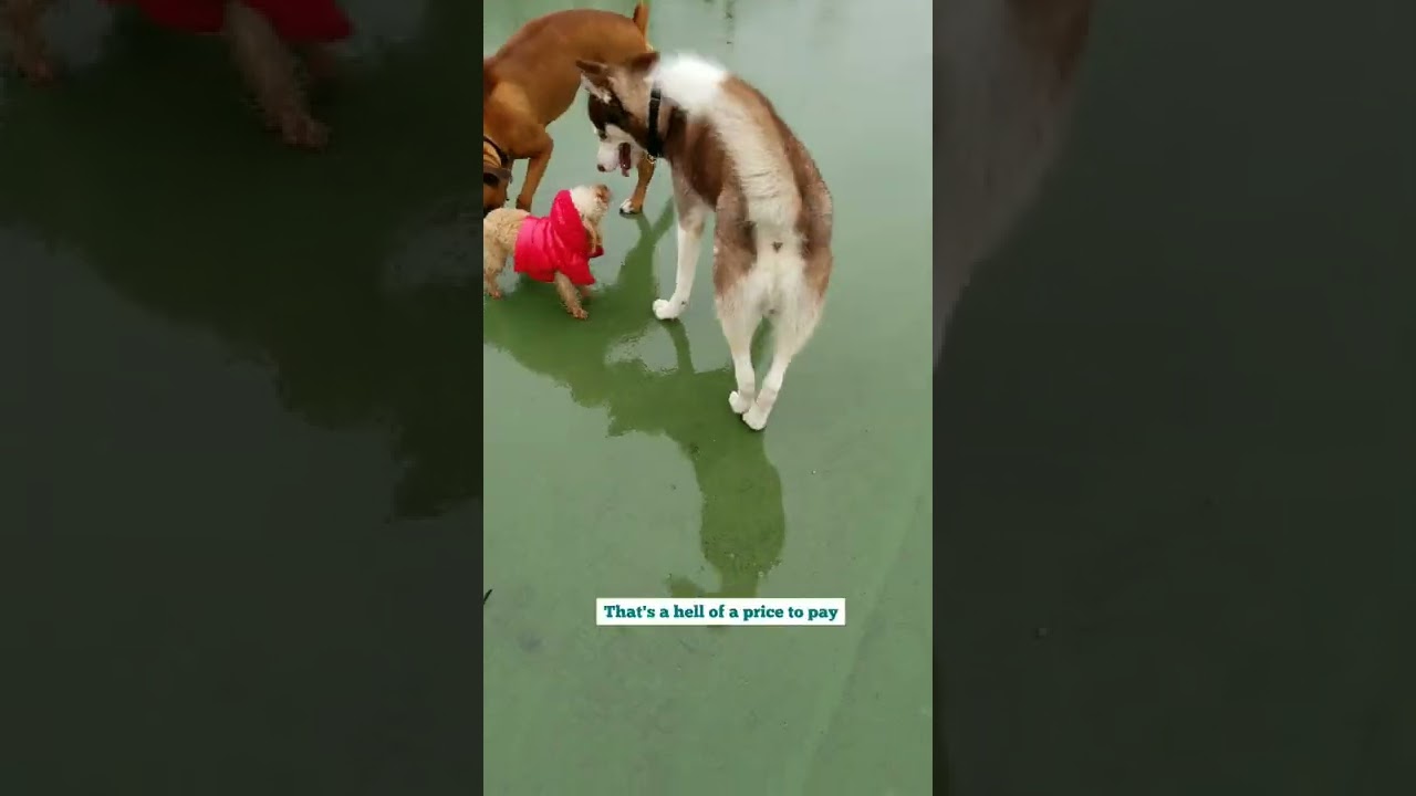 Red Husky meets stylish Mini Poodle 😎