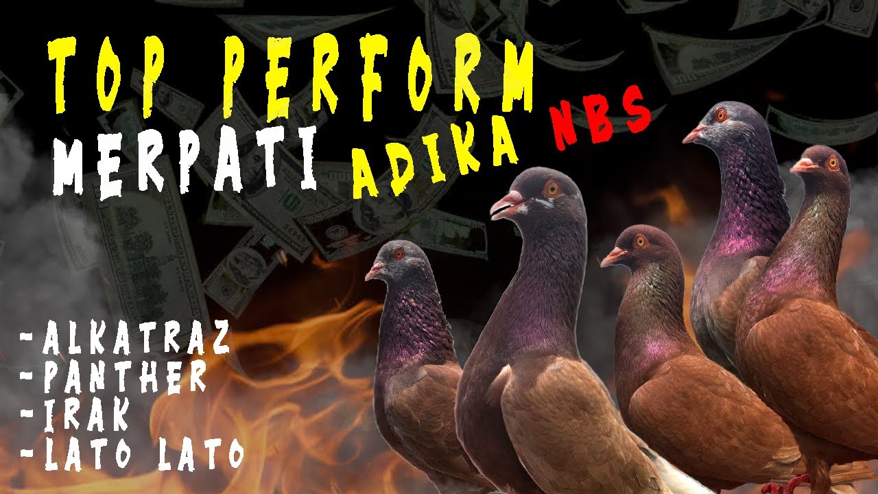 TOP PERFORM Merpati AdikaNBS