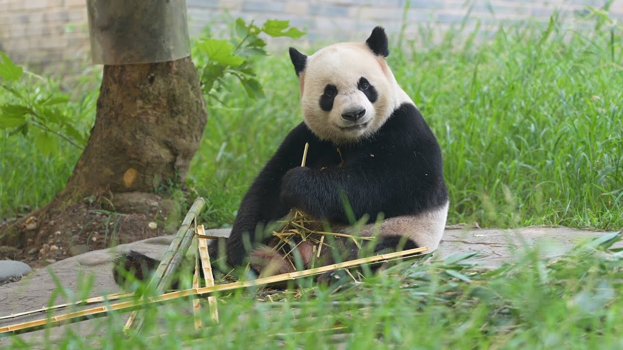 20250817 Last day of visit to Le Le in this trip @Dujiangyan Giant Panda Gardens 