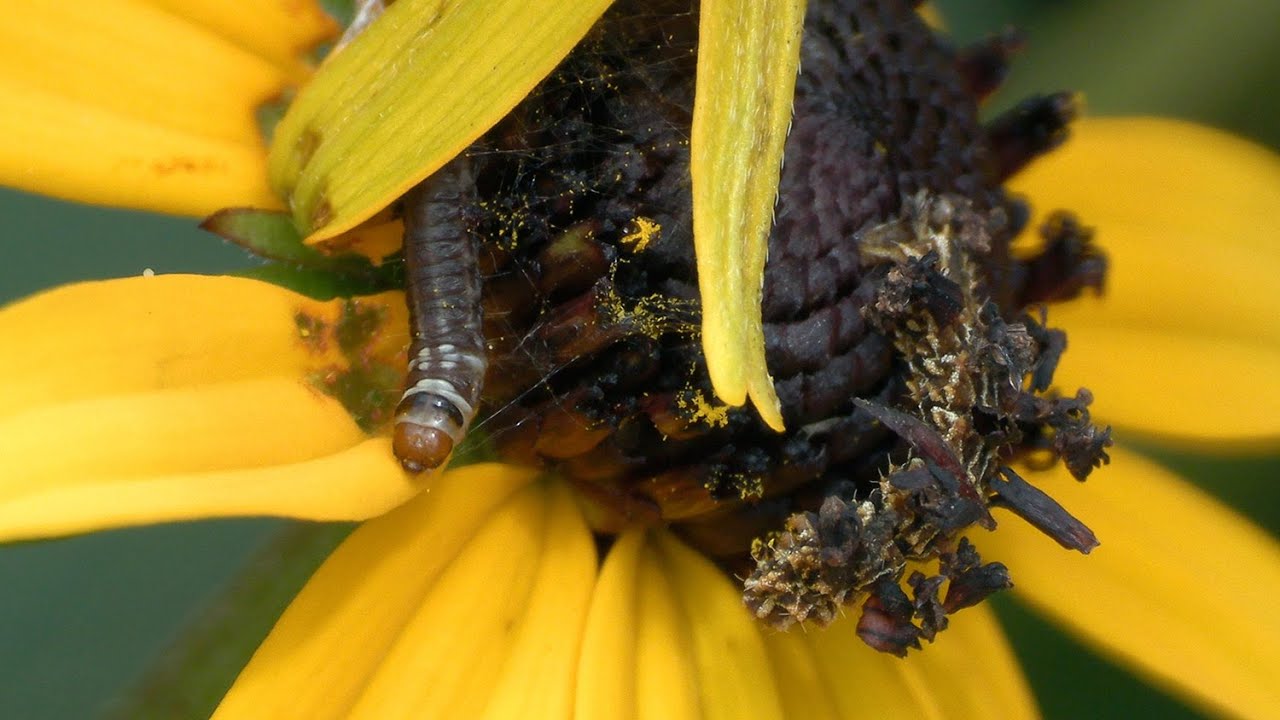Camouflaged Caterpillar, Sawfly Larva Building Nest, Thrips, & Bees
