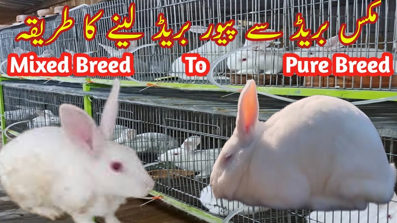 How to Get Pure Breed in  Mixed Breed In Rabbits