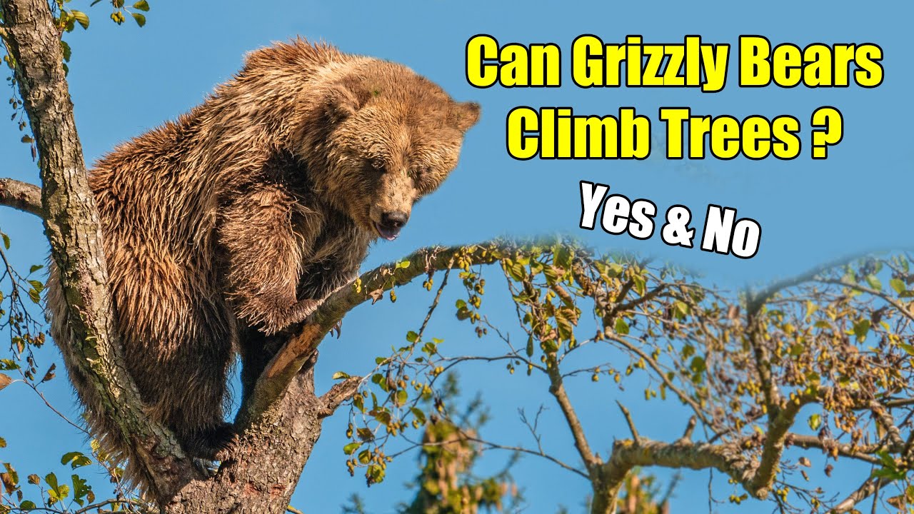 Can Grizzly Bears Climb Trees?
