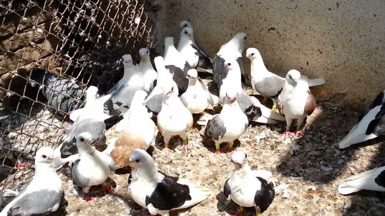 Bulgarian Pigeons