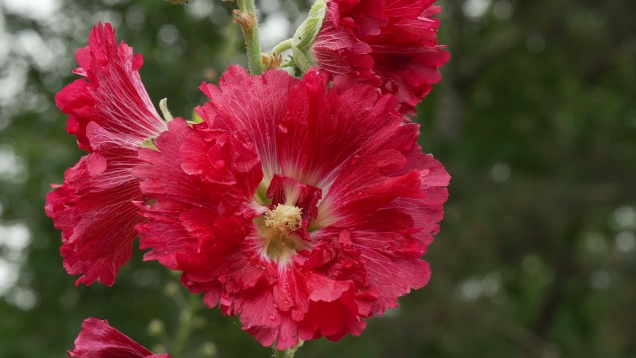 Dancing flowers mid summer photography 2025