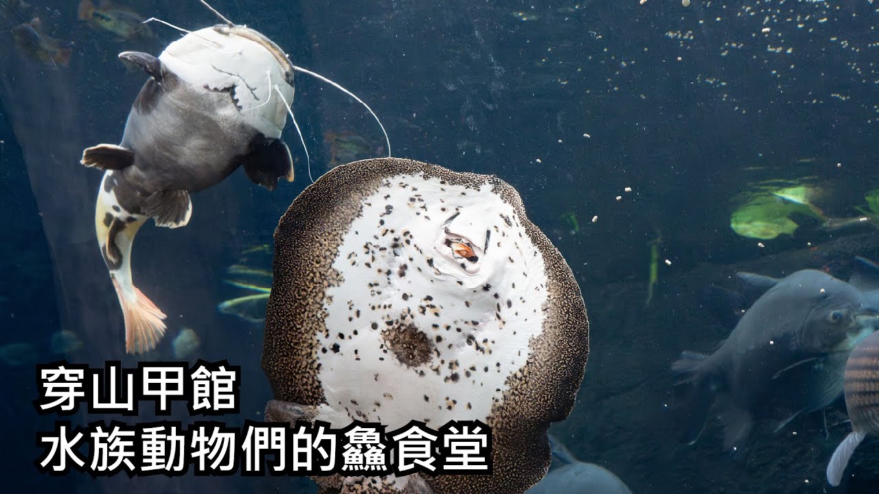 保育員經營「鱻食堂」餵養穿山甲館魚群