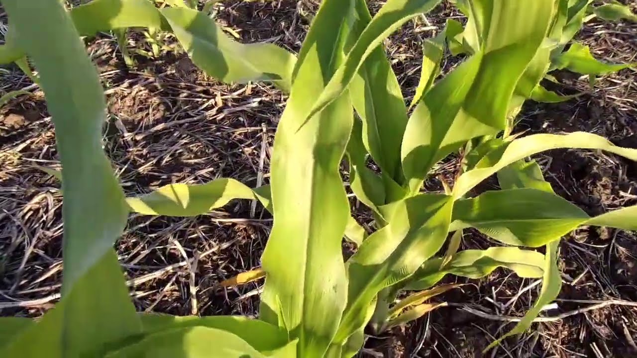 19.06.22 Карбамід+сульфат магнію+сульфат цинку на 🌽.
