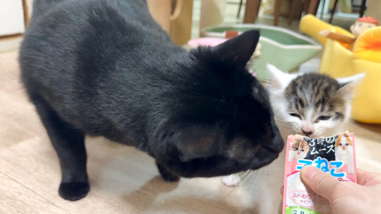 初おやつ！横取りされつつ夢中で食べる子猫【坊ちゃん日記#17＆たこやき君日記】A kitten eating a treat for the first time