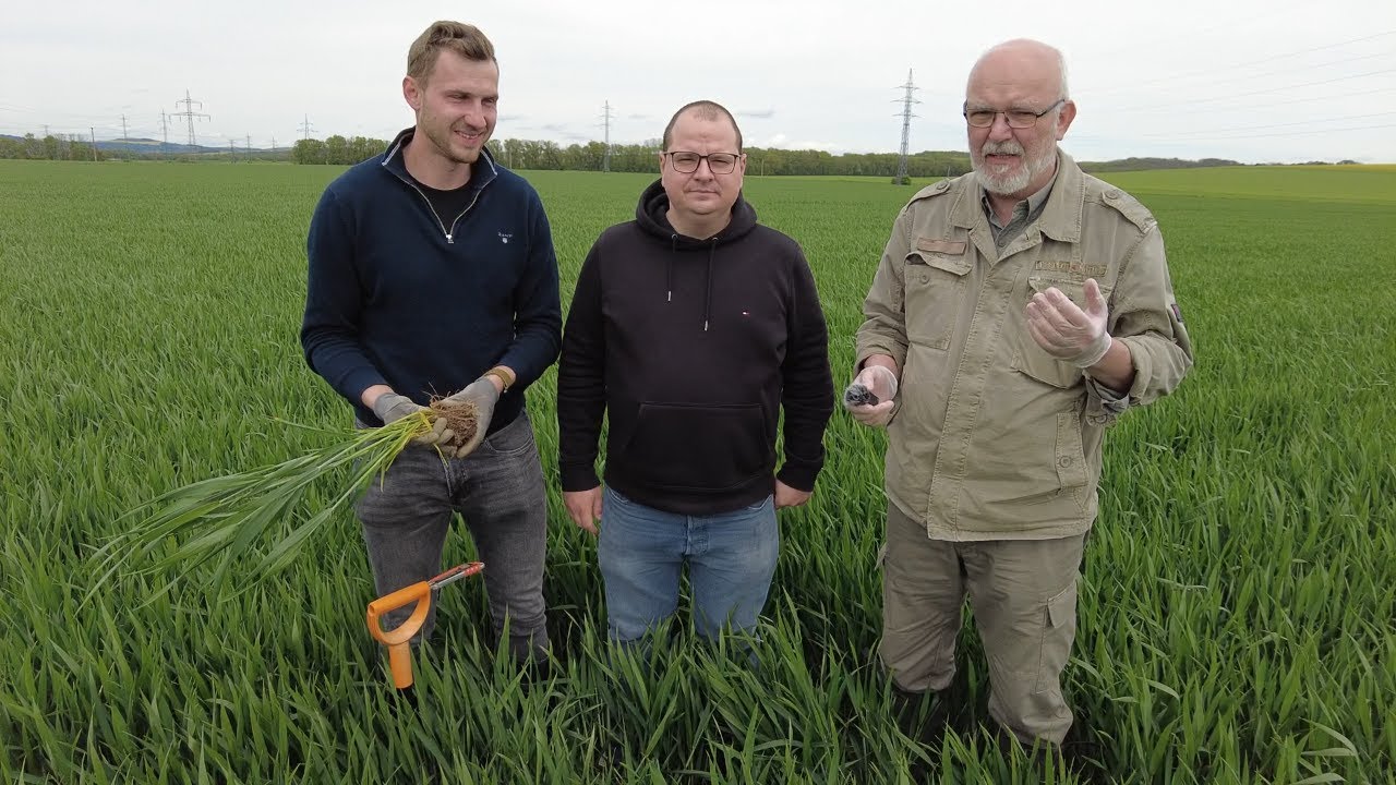 AKTUALITA  - Dotahování slabého porostu a finální ovlivnění produktivity klasu.