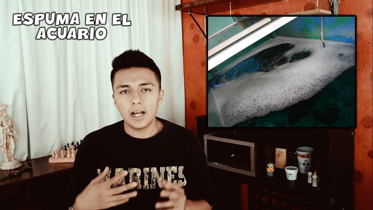¿Por que MI ACUARIO TIENE ESPUMA? | ESPUMA EN EL ACUARIO | AcuariosLP