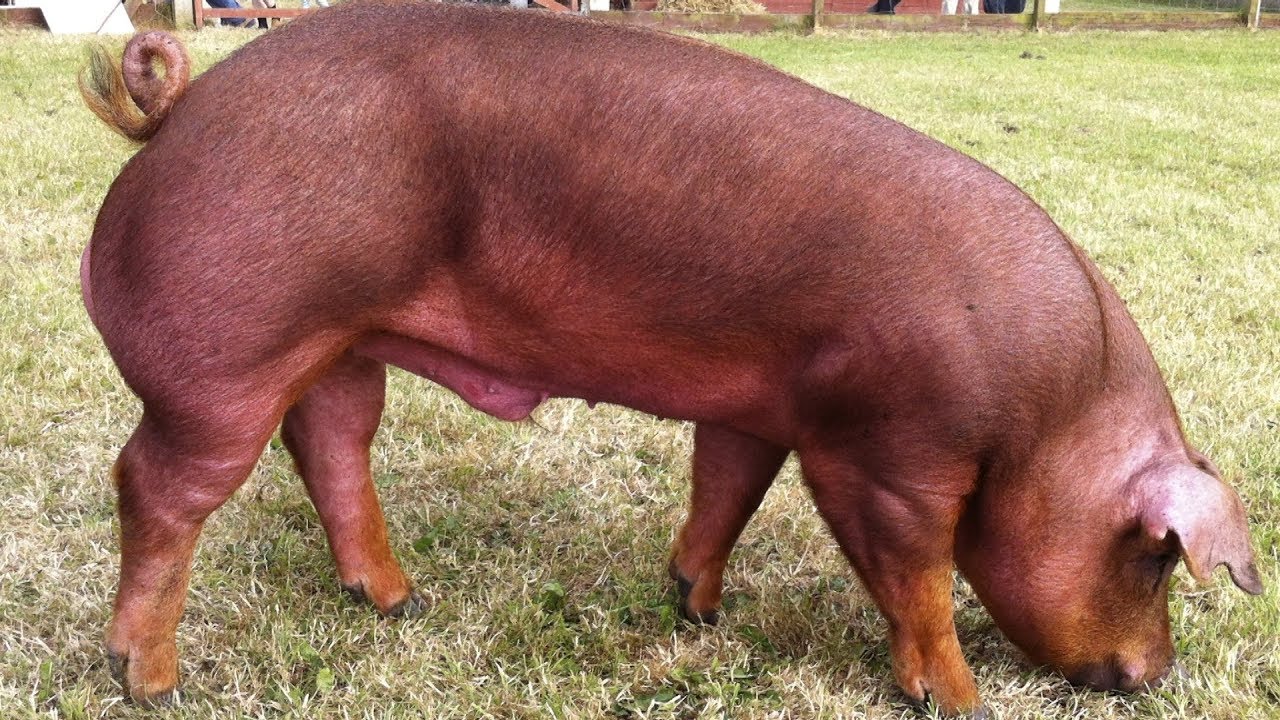 Duroc Pigs | Well-Muscled Calm Temperament