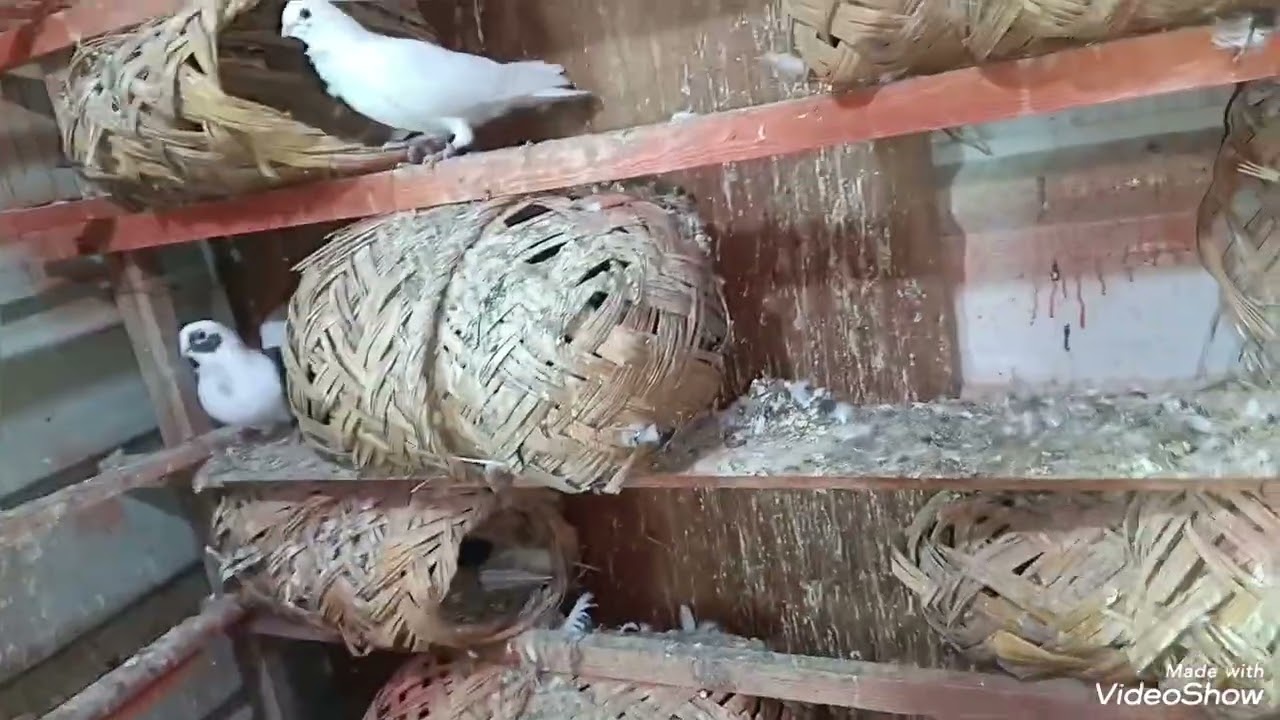 السلام عليكم شباب صيد اليوم 2 ما شاء الله مال حربنا مطيار فول تحياتي الكم شباب