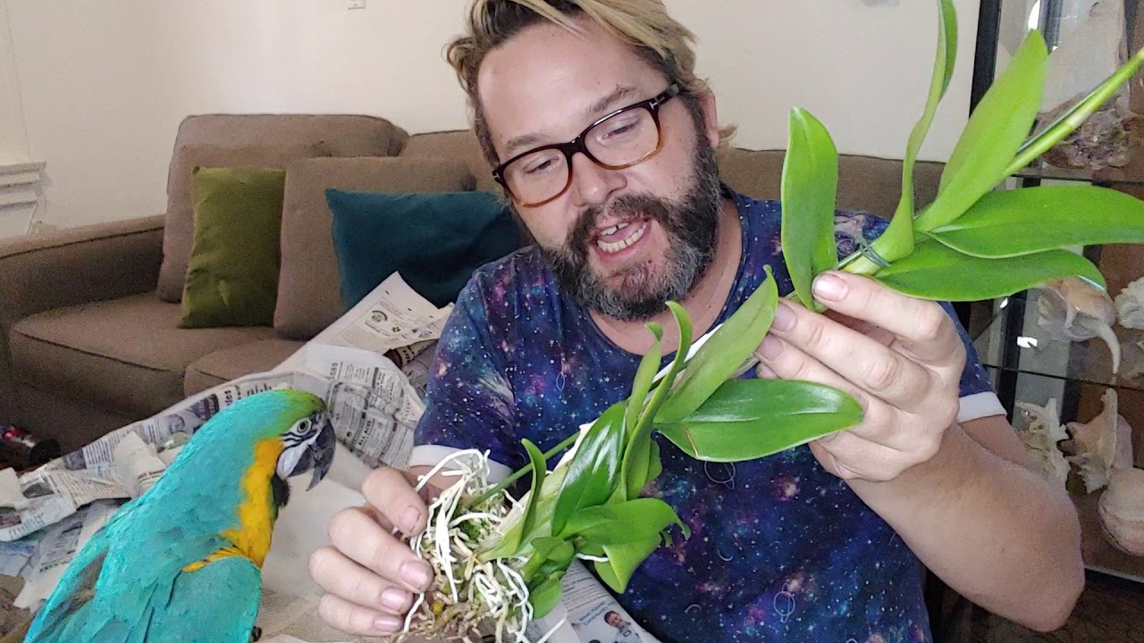 CARMELA ORCHID, ORCHID UNBOXING, OCTOBER 2020