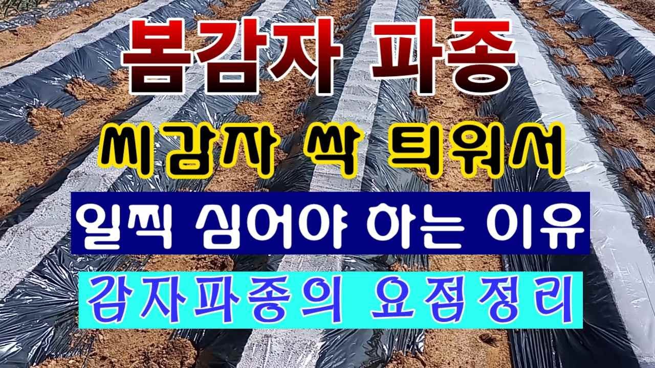 [텃밭농부. 1,348]  봄감자 파종하기 요점정리. 씨감자 싹 틔우고 일찍 심는 이유 #감자재배