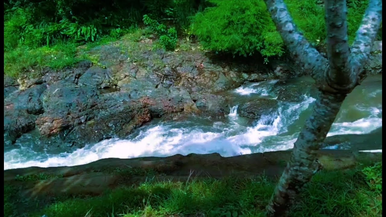 Tranquil River Ambience – Soft Stream and Forest Sounds for Deep Sleep and Inner Peace