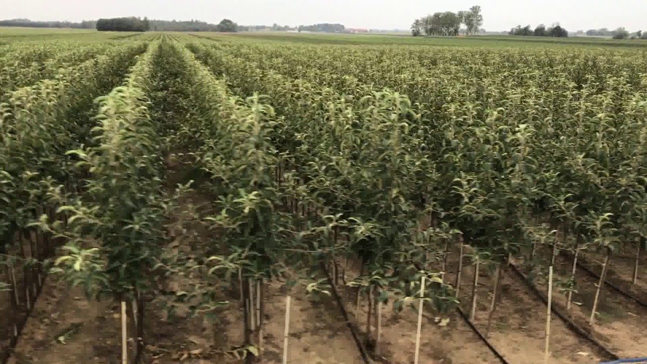 Szk&oacute;łki [jesień 2017] &ndash; Nowakowscy, Żdżary