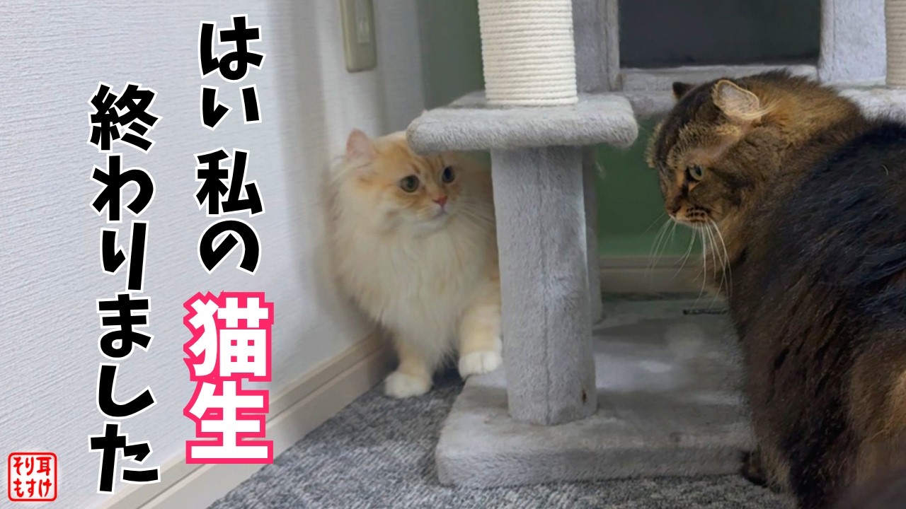 絶体絶命。ママの逆鱗に触れた娘のピンチを救うまさかの助け船。