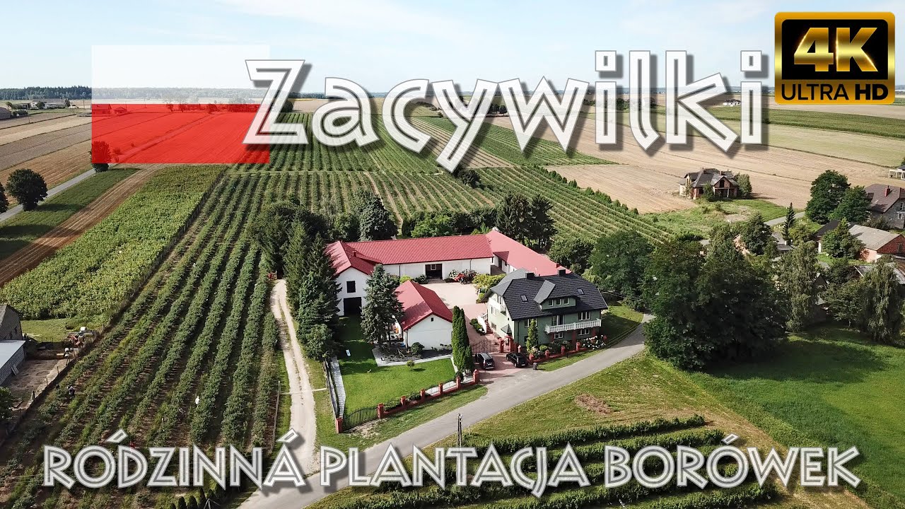 🇵🇱 Zacywilki 2025. Wiaderkowe Niebieskości. Rodzinna plantacja borówek (dron 4K)