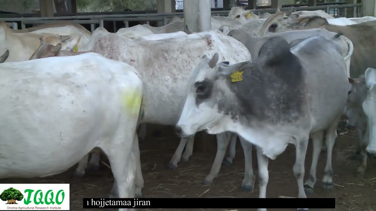 Garee Qorannoo Horii Aannanii Adaamii Tulluu