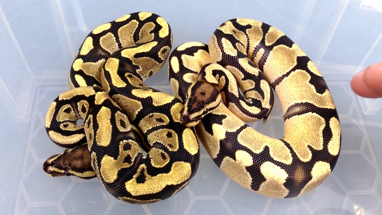 BASE MORPH: fires and yellow belly's