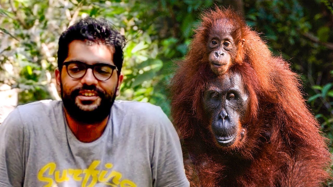 Samboja Lestari Orangutan Sanctuary - Volunteer Reviews | The Great Projects