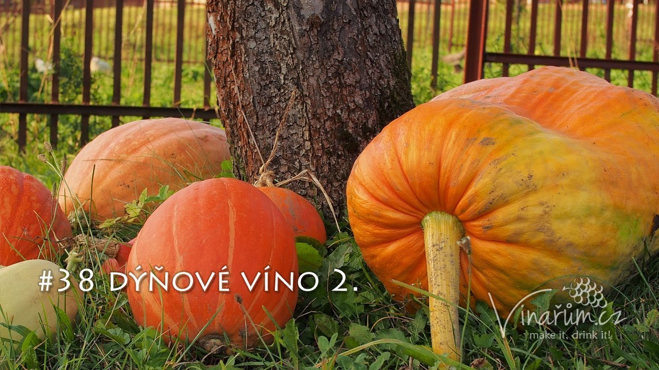 Dýňové víno: Jak pohlídat kvašení a co čekat v demižonu? (2. část)