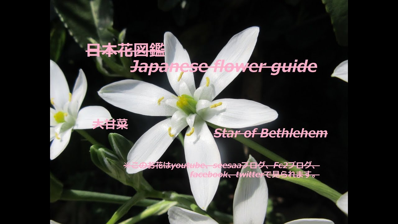 甘い花！？Sweet flowers! ?  大甘菜（ おおあまな）Star of Bethlehem  季節の花　日本花図鑑　Japanese flower guide