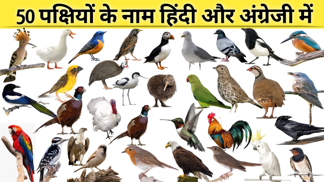 50 Birds Name With Their Video| पक्षियों के नाम हिंदी और अंग्रेजी में| #birds #bird