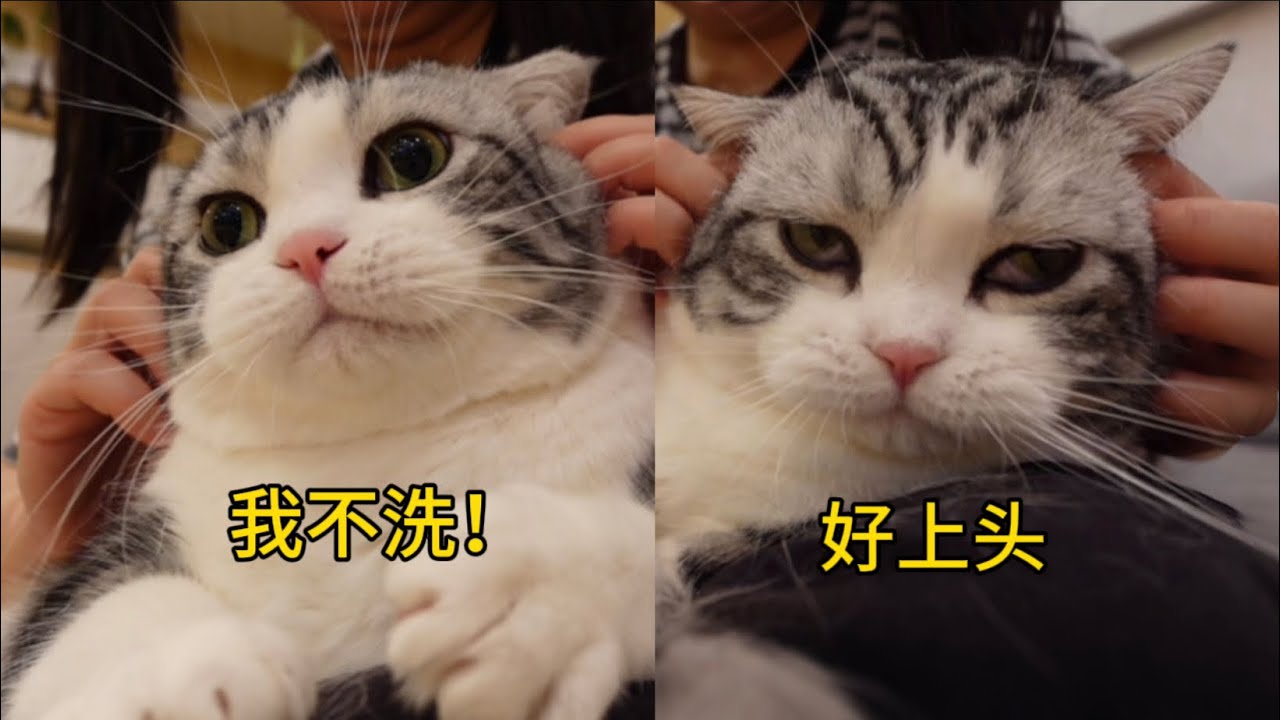 洗耳朵不行，但是按摩可以！貓兒一秒就上頭！