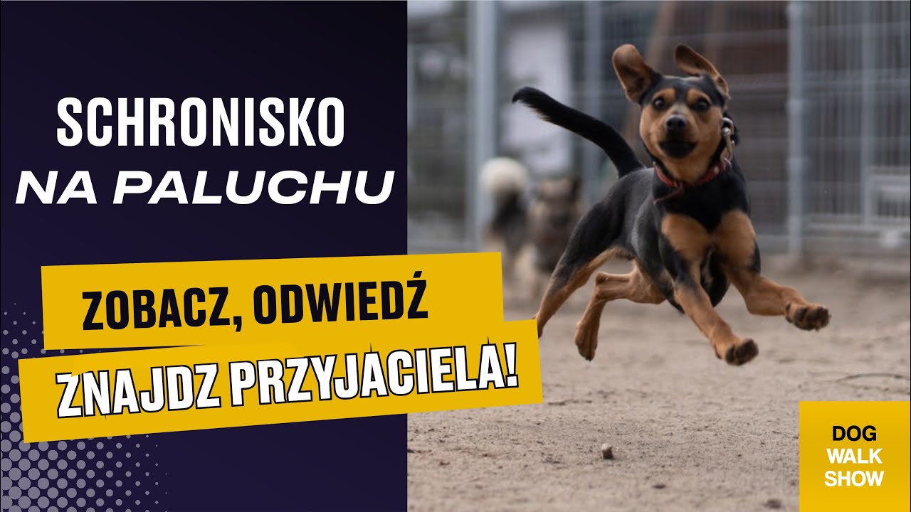 Zapraszamy do Schroniska Na Paluchu! | DOG WALK SHOW #43