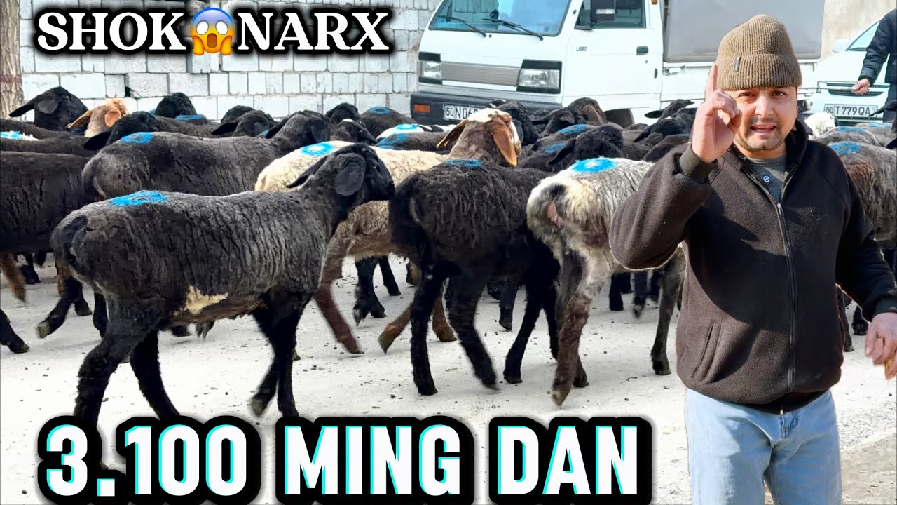 😱 3.100.ming DAN TOXLI SOVLIQ .QOCHQOR. LAR KELDI ULGIRIB QOLING.