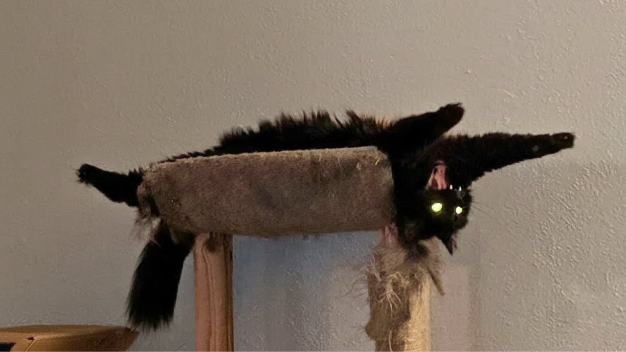 When Your Cat’s Default Settings Error Out 🤣