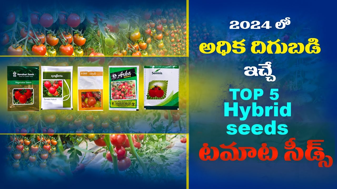 Top 5 Hybrid Tomato Seeds Telugu || Tamota Seeds Best Quality 2024  || Tamato Cultivation